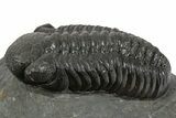 Detailed Austerops Trilobite - Ofaten, Morocco #345186-1